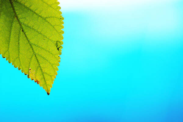 Green Leaf Art Print featuring the photograph Blue Lagoon by Prakash Ghai