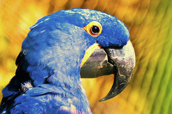 Macaw Art Print featuring the photograph Blue Macaw by Daniel B Begiato