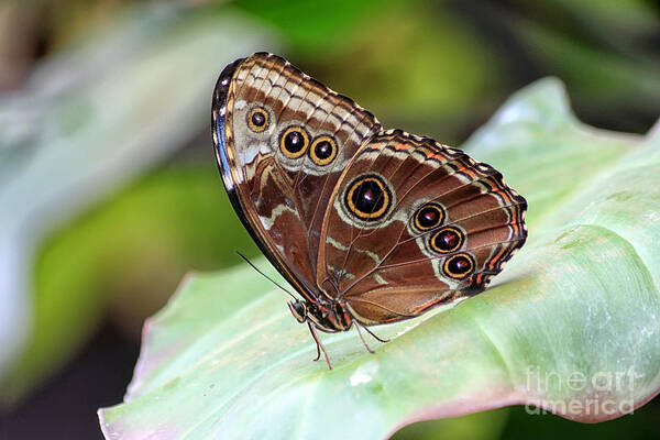 Butterfly Art Print featuring the photograph Blue Morpho Butterfly by Teresa Zieba