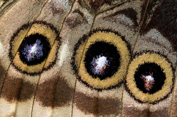Insect Art Print featuring the photograph Blue Morpho Butterfly Underwing Abstract by Nigel Downer