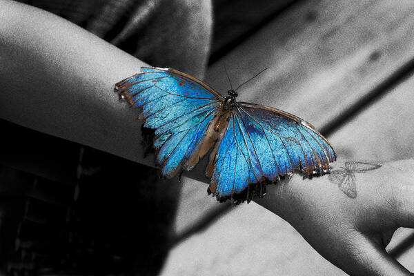Blue Morpho Art Print featuring the photograph Blue Morpho on Child's Arm by John Hoey