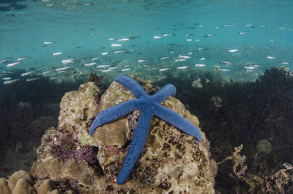 Pete Oxford Art Print featuring the photograph Blue Sea Star On Coral Reef Fiji by Pete Oxford