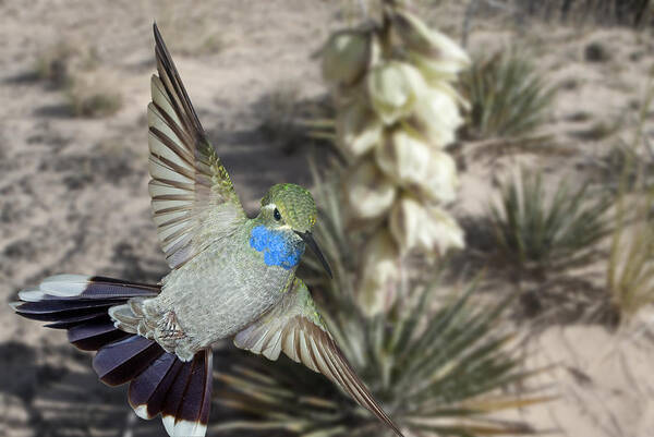 Avian Art Print featuring the photograph Blue-Throated Hummingbird and Yucca by Gregory Scott