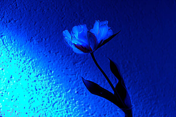 Tulip Art Print featuring the photograph Blue Tulip by Christine Sponchia