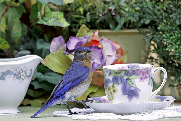 Billy Bluebird Photography Art Print featuring the photograph Bluebird and Tea Cups by Luana K Perez
