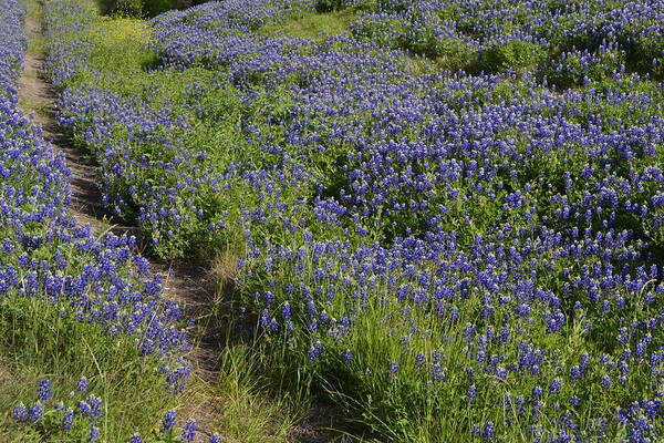 Bluebonnets Art Print featuring the photograph Bluebonnet Path by Nadalyn Larsen