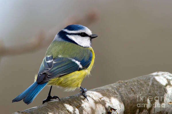 Blue Tit Art Print featuring the photograph Bluehood by Torbjorn Swenelius