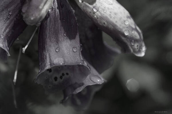 Blumen Art Print featuring the photograph Flowers and Tiny Water Droplets by Miguel Winterpacht