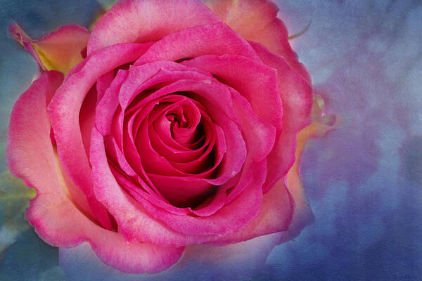 Pink Rose Art Print featuring the photograph Blush by Marina Kojukhova