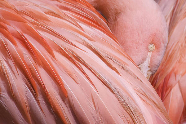 Blushing Flamingo Art Print featuring the photograph Blushing Flamingo by Wes and Dotty Weber