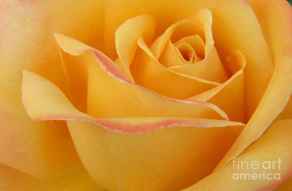 Photography Art Print featuring the photograph Blushing Yellow Rose by Jackie Farnsworth