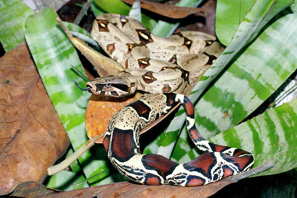 Boa Constrictor Art Print featuring the photograph Boa Constrictor by Dr Morley Read/science Photo Library