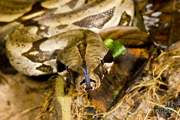 Peru Art Print featuring the photograph Boa Constrictor by Gregory G. Dimijian, M.D.