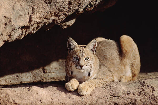 Feb0514 Art Print featuring the photograph Bobcat Adult Resting On Rock Ledge by Tim Fitzharris