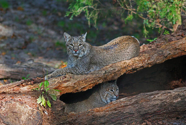 Bobcat Art Print featuring the photograph Bobcats at rest by Jean Clark