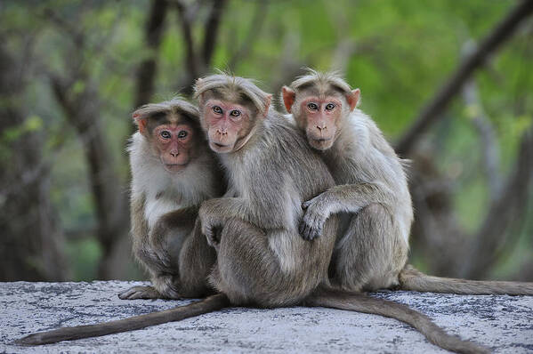 Thomas Marent Art Print featuring the photograph Bonnet Macaque Trio Huddling India by Thomas Marent