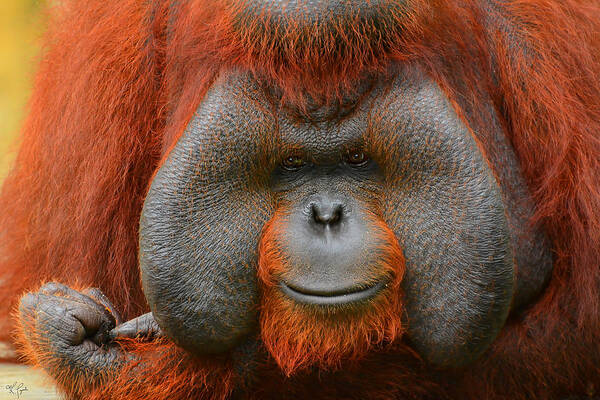 Orangutan Art Print featuring the photograph Bornean Orangutan by Lourry Legarde