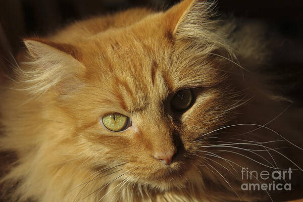 Long Haired Orange Tabby Cat; Art Print featuring the photograph Bosco by Marta Alfred