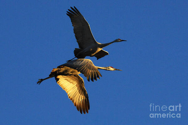 Bosque Del Apache Art Print featuring the photograph Bosque Del Apache Partners In Flight by Bob Christopher