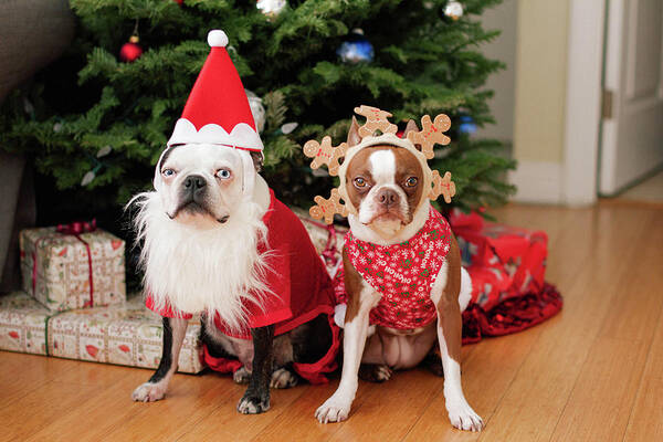Animal Themes Art Print featuring the photograph Boston Terrier Christmas by Genevieve Morrison