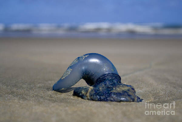 Baylys Beach Art Print featuring the photograph Bottle of Blue by Kym Clarke