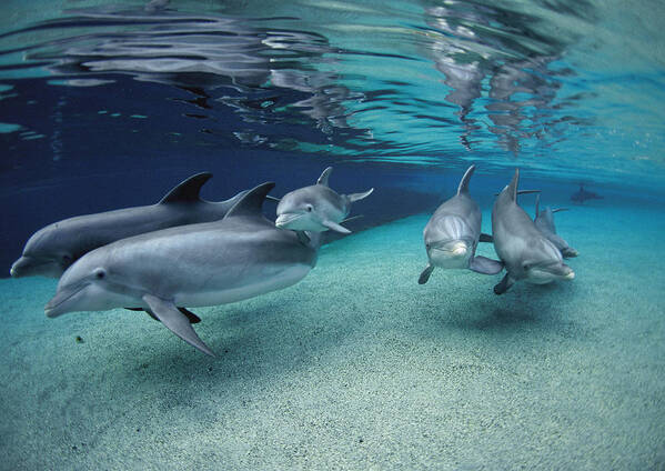 Feb0514 Art Print featuring the photograph Bottlenose Dolphins In Shallow Water by Flip Nicklin