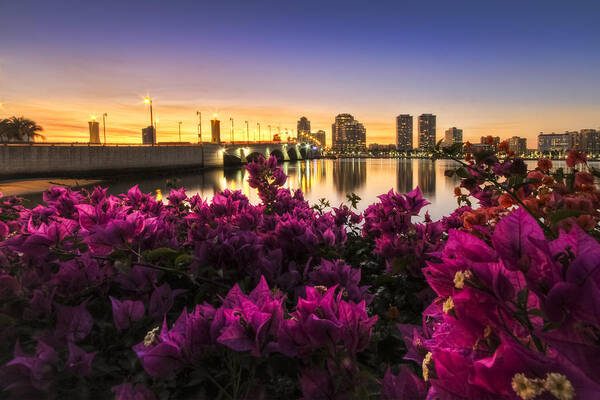 Clouds Art Print featuring the photograph Bougainvillea on the West Palm Beach Waterway by Debra and Dave Vanderlaan