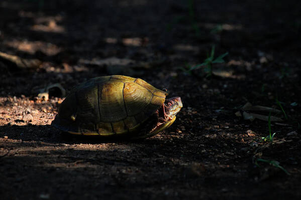 Box Turtle Art Print featuring the photograph Box Turtle at Sunrise on Old Erbie Road by Michael Dougherty