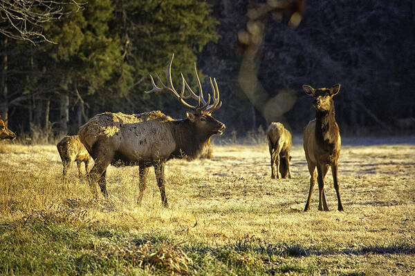 Bull Elk Art Print featuring the photograph Boxley Stud and Cow Elk by Michael Dougherty