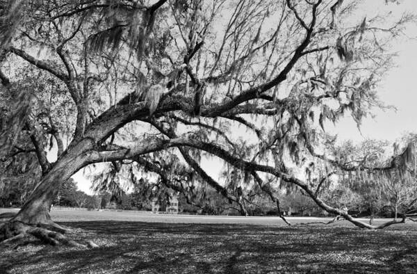 Oak Art Print featuring the photograph Branching Out by Jim Cook