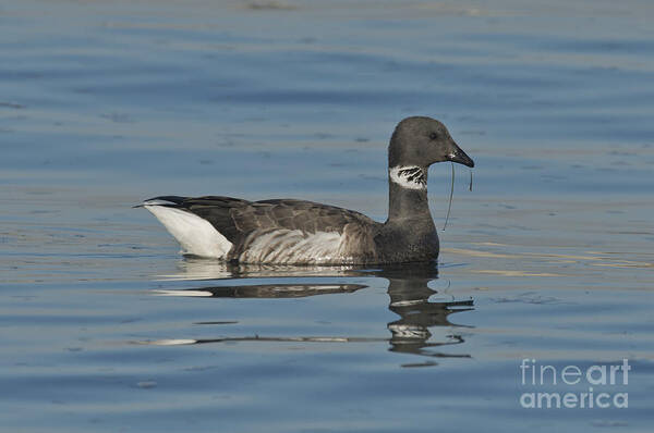 Brant Art Print featuring the photograph Brant Feeding On Eel Grass by Anthony Mercieca