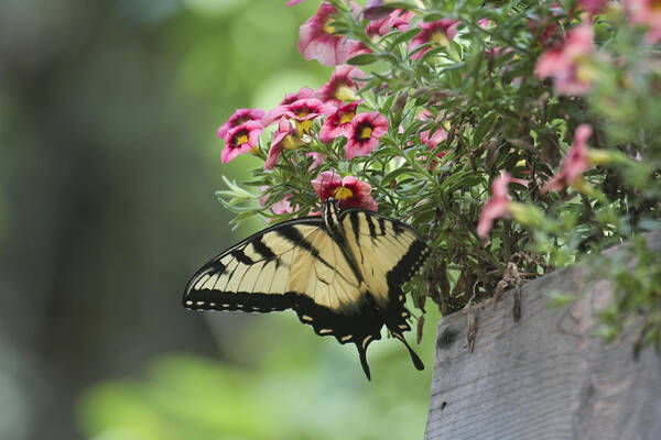Tiger Swallowtail Art Print featuring the photograph Breakfast at the windowbox by Robert Camp