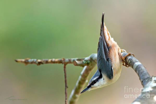 Breakneck - The Nuthatch Art Print featuring the photograph Breakneck - the Nuthatch by Torbjorn Swenelius