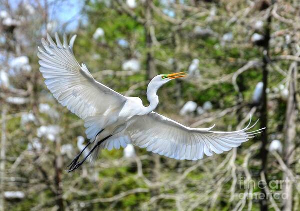 Egret Art Print featuring the photograph Breeding Great Egret In Flight by Kathy Baccari