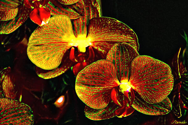 Orchid Art Print featuring the photograph Bright Couple by Renee Anderson