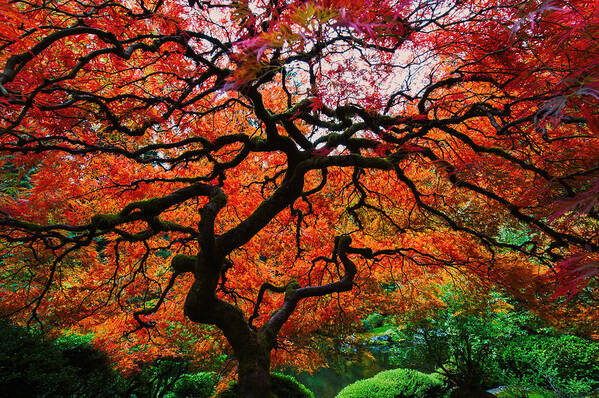 Fall Color Art Print featuring the photograph Bright Red Color Maple by Hisao Mogi