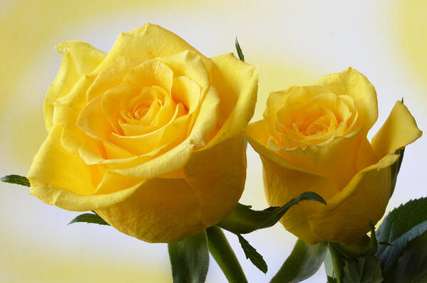 Rose Art Print featuring the photograph Bright Yellow Roses. by Terence Davis