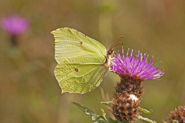 Brimstonebutterfly Art Print featuring the photograph Brimstone on Creeping Thistle by Paul Scoullar
