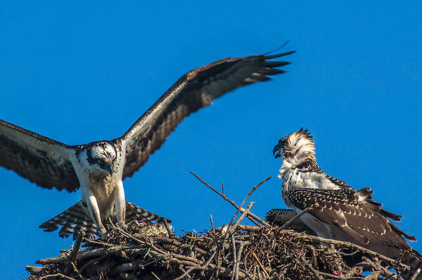 Osprey Art Print featuring the photograph Bringing Home Dinner by Cathy Kovarik