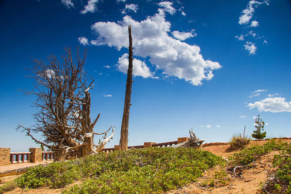 Faa_export Art Print featuring the photograph Bristlecone pine by Kunal Mehra