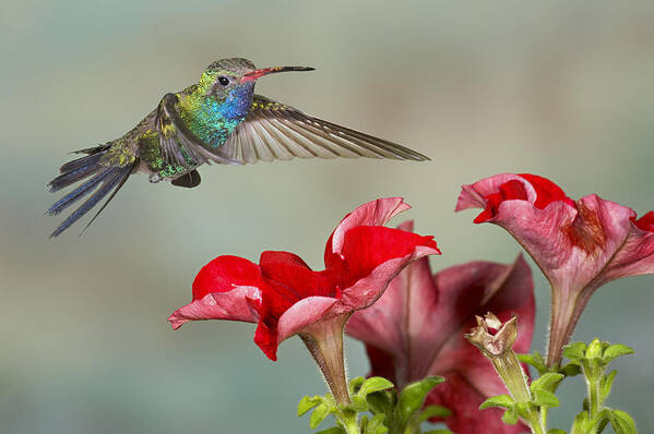 Action Art Print featuring the photograph Broad billed Hummingbird 4 by Jack Milchanowski