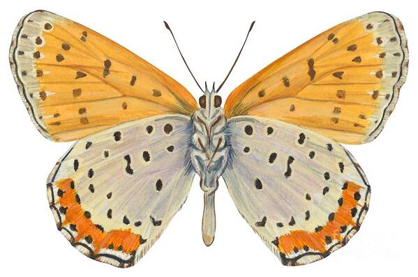 Zoology; No People; Horizontal; Close-up; Full Length; White Background; One Animal; Animal Themes; Nature; Wildlife; Symmetry; Fragility; Wing; Animal Pattern; Antenna; Entomology; Illustration And Painting; Spotted; Yellow; Bronze Art Print featuring the drawing Bronze copper butterfly by Anonymous