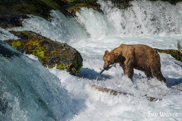 Alaska Art Print featuring the photograph Brooks Falls Grizzly by Joan Wallner