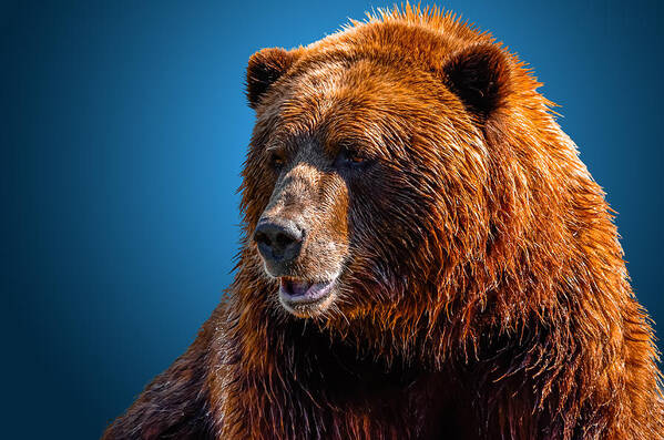Alaska Art Print featuring the photograph Brown Bear 2 by Brian Stevens
