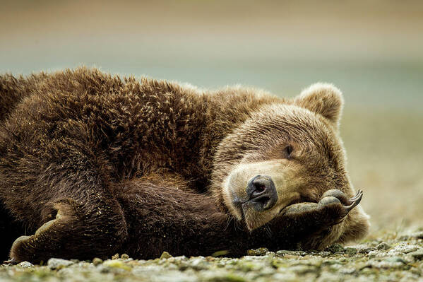 Brown Bear Art Print featuring the photograph Brown Bear, Katmai National Park, Alaska by Paul Souders