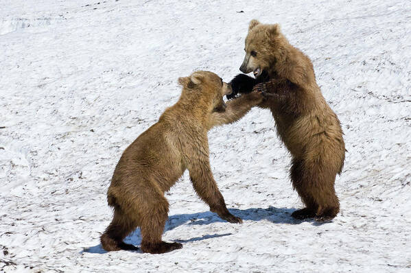 00782007 Art Print featuring the photograph Brown Bear Ursus Arctos Cubs Play by Sergey Gorshkov