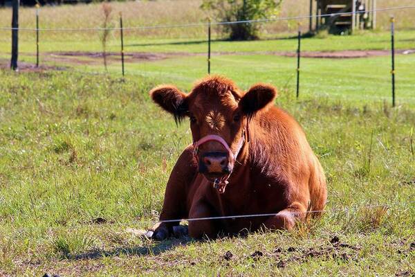 Cow Art Print featuring the photograph Brown Moo Moo by Cynthia Guinn