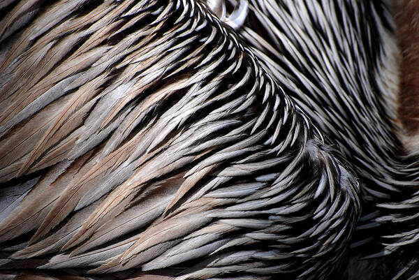 Brown Pelican Art Print featuring the photograph Brown Pelican Feathers by Lorenzo Cassina