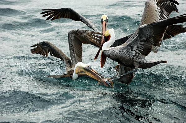 Blue-footed Booby Art Print featuring the photograph Brown Pelicans Stealing Food by Christopher Swann