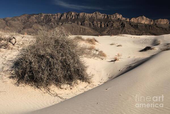 Guadalupe Mountains National Park Art Print featuring the photograph Brush In The Dunes by Adam Jewell